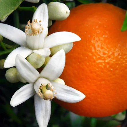 Orange Blossom - Fragrance Oils
