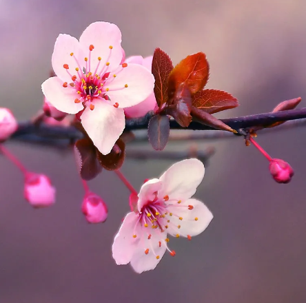 Japanese Cherry Blossom - Fragrance Oils