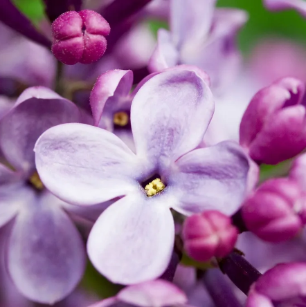 French Lilac -Fragrance Oils