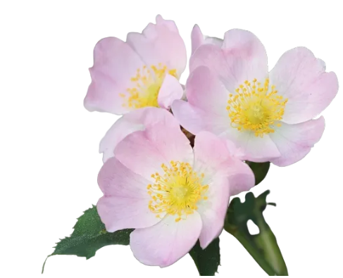 Wild Rose Fragrance Oil - Candle Making, Soap, as well as Personal Care Applications such as Lotion, Shampoo, and Liquid Soap.